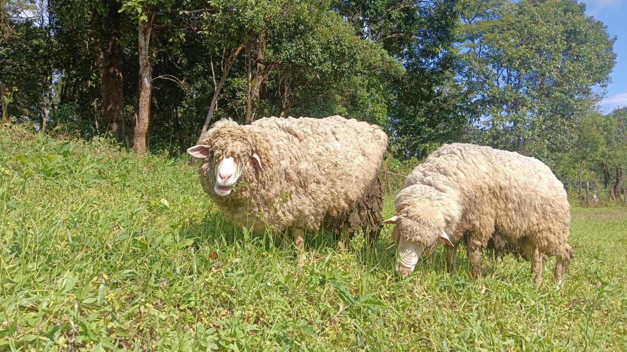 ไร่นิธิสุนทร Nithisoonthon Farmstay Mae Hong Son Zewnętrze zdjęcie